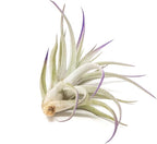 Lavender Colorful Tillandsia Air Plants - Long Lasting Color Enhanced Live Tillandsia Succulent House Plants - Home and Garden Decor - Easy Care Indoor and Outdoor Plants