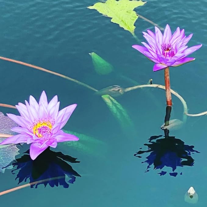 Mainam Purple Nymphaea Alin Live Aquarium Plant Tropical Water Lilies Tuber for Freshwater Fish Pond Balcony