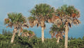 Sabal Palmetto Palm Tree Seeds (Cabbage Palm) – 15 Non-GMO Seeds per Packet by Isla’s Garden Seeds, Tropical Landscape Tree, Heat Tolerant, Coastal Friendly, 75% Germination Rate