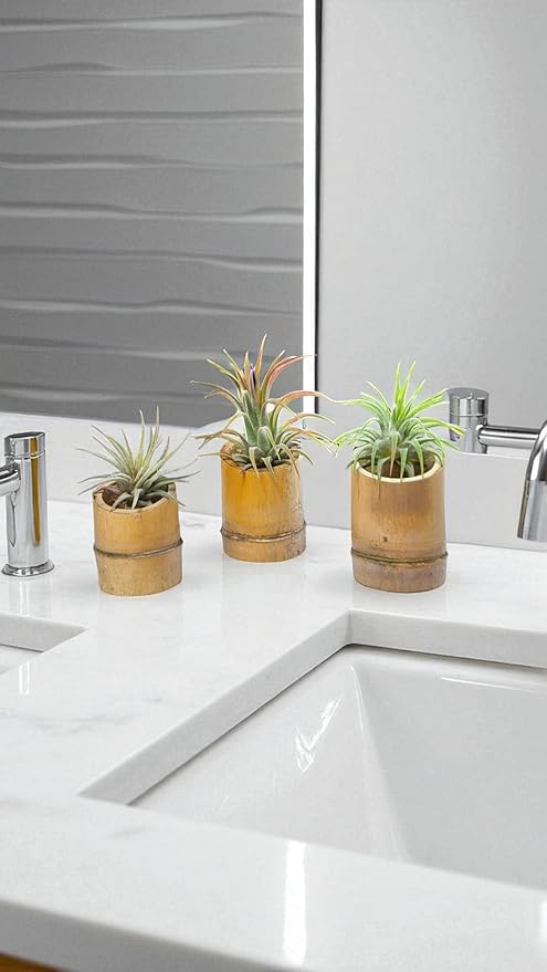Rainforest Grown 3 Pack Ionantha Air Plants Assorted Sizes Cotton Candy Enhanced Coloring - Live Tillandsia - 1 to 3 inches Succulents 30 Day Guarantee