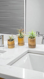 Rainforest Grown 3 Pack Ionantha Air Plants Assorted Sizes with 3 Mini Bamboo Planters Air Plant Holders - Live Tillandsia - 1 to 3 inches â€“ Succulents 30 Day Guarantee