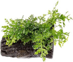 SubstrateSource Live Planted Decor - Mini Bolbitis on Driftwood - Light Green Aquatic Plant with Lush Foliage, Foreground to Midground Epiphytic Fern Placement for Aquascaping - Small, 1 Pack