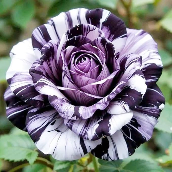 Rose Mixed Color Seeds 20pcs – Heirloom Perennial Roses – Ideal for Garden Borders & Pots