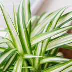 Perfect Plants Spider Plant in 6in. Grower's Pot Pot | Live Houseplant for Indoor Growing | Easy to Care for & Keep Alive | Beautiful Green & White Variegated Leaves