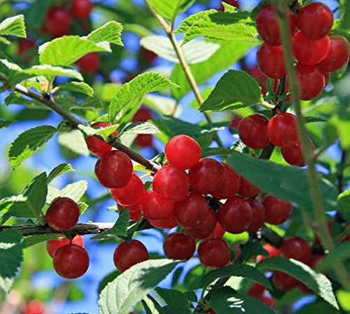 Live Nanking Cherry Shrub Tree, 12-18 Inches, Hardy Perennial Starter Plant, Fast-Growing, Pack of 3