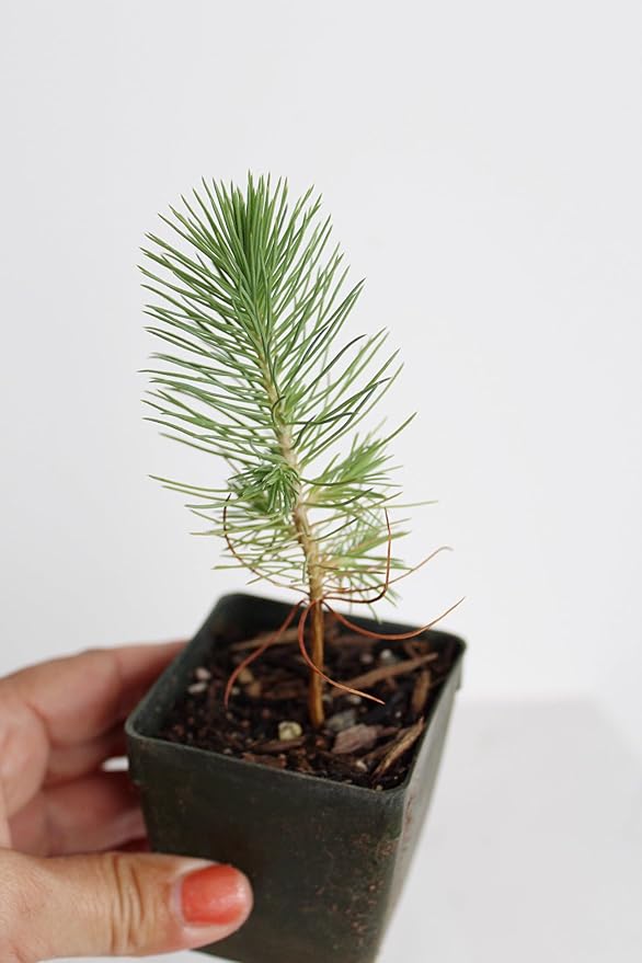 Generic Mini Bonsai Tree Starter Plant Gift Pinus Eldarica Aleppo Pine Afghan Pine Live Tree Pine Zen Garden House Plant Outdoor Plant 2 inch Pot (1), Green