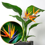 Bird of Paradise Plants - Live Tropical Ornamental Houseplant, 6-8" Indoor and Outdoor Planting, Zones 9-11 (Orange)