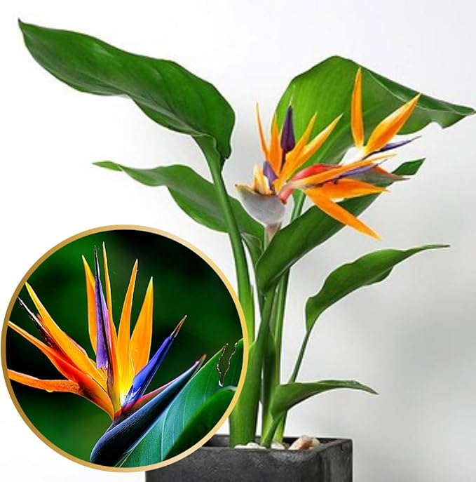 Bird of Paradise Plants - Live Tropical Ornamental Houseplant, 6-8" Indoor and Outdoor Planting, Zones 9-11 (Orange)