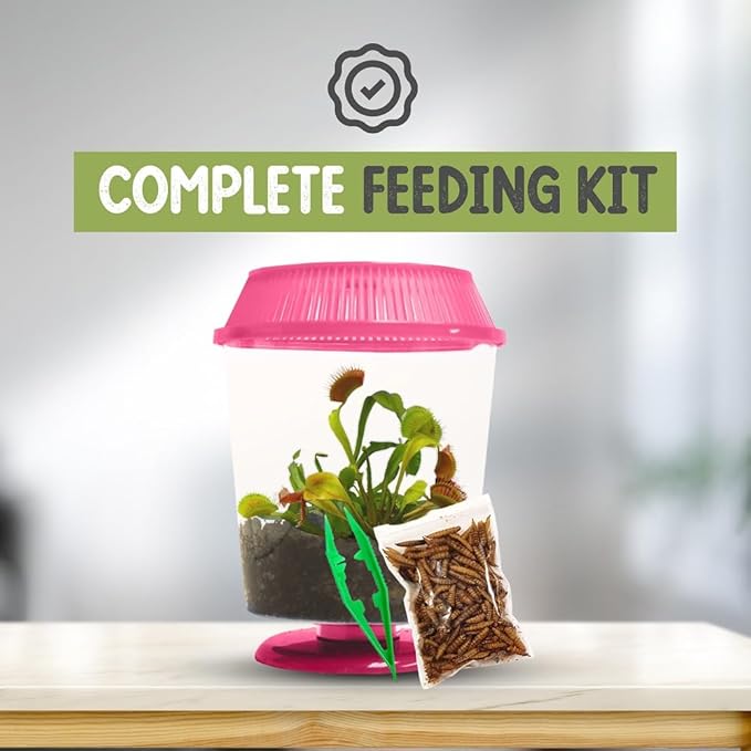 Venus Fly Trap Live Plant with 4.5" Pink Terrarium + Carnivorous Plants Food Bundle with Feeding Tweezers - Carnivorous Plant Soil and Live Venus Flytrap