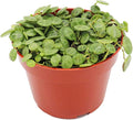 California Tropicals 4" String of Turtles Live Indoor House Plants - Mini Rooted Potted Tropical Garden Supplies - Fresh Leaf, Easy Care, Easy Plant, Hanging Office Plant - Air Purification