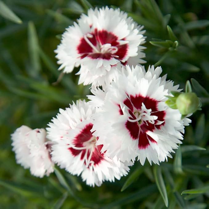 Scent First® Coconut Surprise Dianthus, 2.5 Quart, White Flowering Live Perennial Plant - Fragrant Groundcover