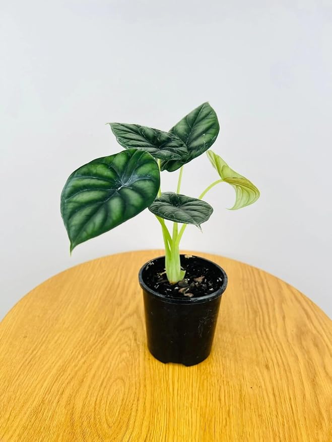 Alocasia Dragon Scale (Alocasia baginda) 5-9" Live Plant - Rare Jewel Alocasia with Highly Textured Foliage - Compact Indoor Houseplant - Collectors Favorite