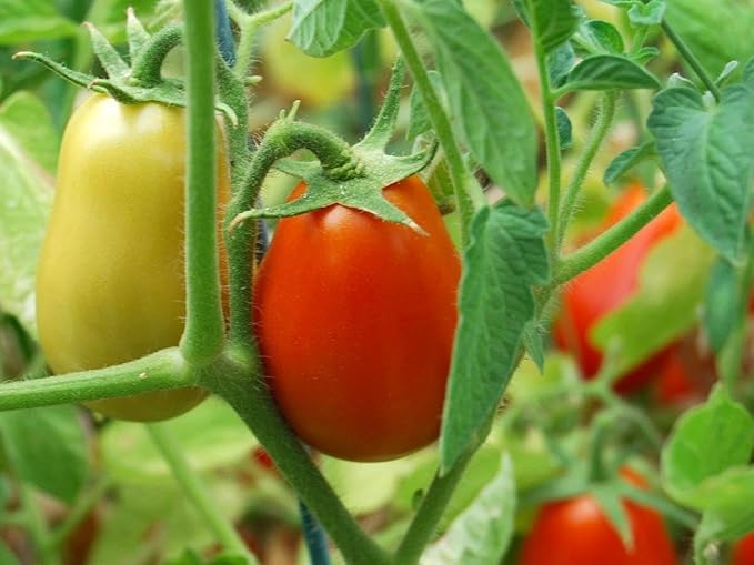 2 Live Roma Tomato Plant,Prized for its use in Tomato Paste and sauces,