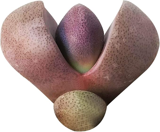 Pleisopilos nelii cv. Royal Flush Purple Split Rock Succulent (4 inch)