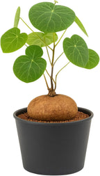 – Stephania Cepharantha Live Plant – Rare Caudex Bulb (Dormant in Winter, May Arrive Leafless) – Indoor Vine Houseplant – Ships Bare Root