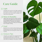 American Plant Exchange Monstera Deliciosa - Live 6-Inch Pot, Easy-Care Split Leaf Vine, Low-Maintenance Air Purifying Houseplant for Home, Office & Garden Décor
