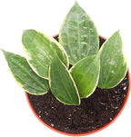 Hoya Macrophylla (Outer Variegated) - 6" from California Tropicals