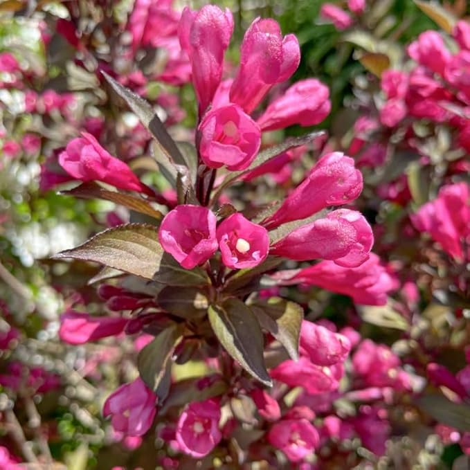 Purple-Pink Weigela Live Plant, Spring Blooming Shrub in 4” Pot, Hardy Perennial Flowering Bush for Garden Borders, Cold Hardy, Dormant in Winter