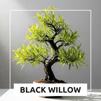 Blackskin Willow Bonsai Tree Cutting to Grow - Rare Dark Branches, Easy-to-Grow Bonsai for Indoor & Outdoor Decor, Beginner-Friendly, Unique Miniature Tree Gift, Fast Growing