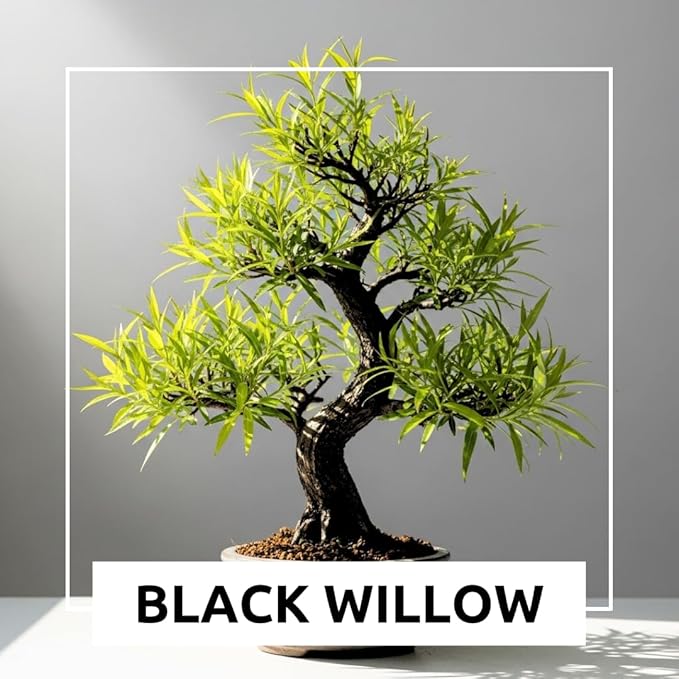 Black Willow Bonsai Tree Cutting to Grow - Dark Branches - Fast Growth, Good for Training - Easy-to-Root for Beginners & Experts, Indoor or Outdoor Planting - Gift for Plant Lovers