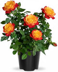 Rose Live Plant, Roses Flower Plant, Fragrant Flower for Planting, 4-6 Inches Tall, Bush Shrub Plants, Well Rooted, Ready to Grow (Red Yellow Rose)