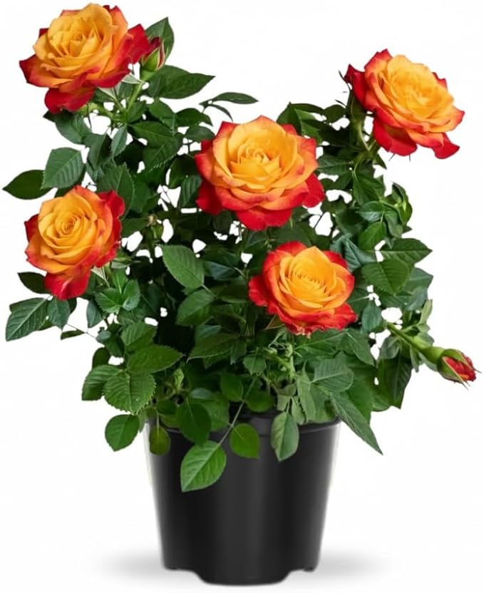 Rose Live Plant, Roses Flower Plant, Fragrant Flower for Planting, 4-6 Inches Tall, Bush Shrub Plants, Well Rooted, Ready to Grow (Red Yellow Rose)