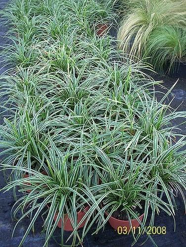 RedCrocus Ice Dance' Sedge Grass, Carex morrowii 'Ice Dance', Variegated Ground Cover, Shade Plant, Container Friendly, Deer Resistant, Pet Safe, Evergreen 1 Gallon (Pack of 2)