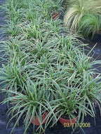 RedCrocus Ice Dance' Sedge Grass, Carex morrowii 'Ice Dance', Variegated Ground Cover, Shade Plant, Container Friendly, Deer Resistant, Pet Safe, Evergreen 1 Gallon (Pack of 2)