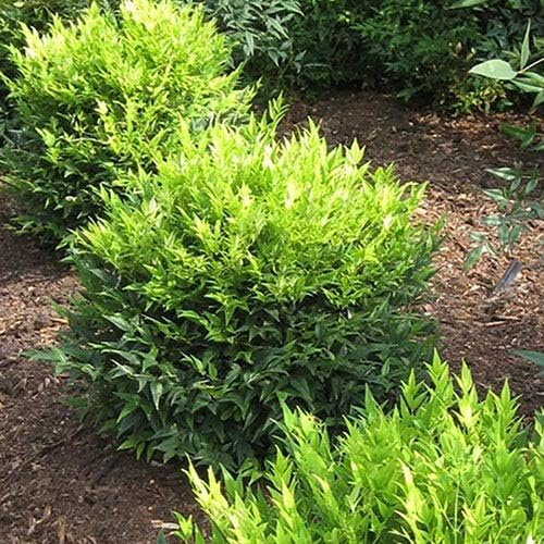 Southern Living 2.5 Qt. Lemon Lime Nandina Shrub