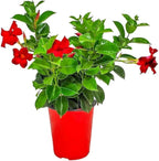 Live Dipladenia Mandevilla Plant - Red Dipladenia Bush - 14 inch Overall Height - 6 inch Planter Pot (1 Gallon) - Tropical Plants of Florida (Plant Only)