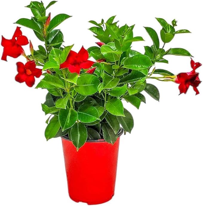 Live Dipladenia Mandevilla Plant - Red Dipladenia Bush - 14 inch Overall Height - 6 inch Planter Pot (1 Gallon) - Tropical Plants of Florida (Plant Only)