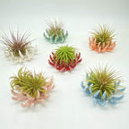 6 Pack air plant Holders (6Pcs Air Plant Containers w/6 Colors Assorted) A Ceramic Coral Set to CreateGifts or Decorate Tabletop - air plants Not Included