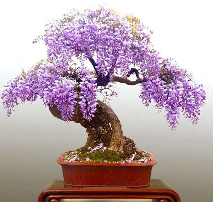 5Pcs Bonsai Tree Wisteria Tree Seeds for Planting-Non-GMO Heirloom Plant Seeds