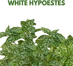 BubbleBlooms White Hypoestes phyllostachya 2 inch Set of 3 Flamingo Polka Dot Plant Tiny Mini Pixie Plants