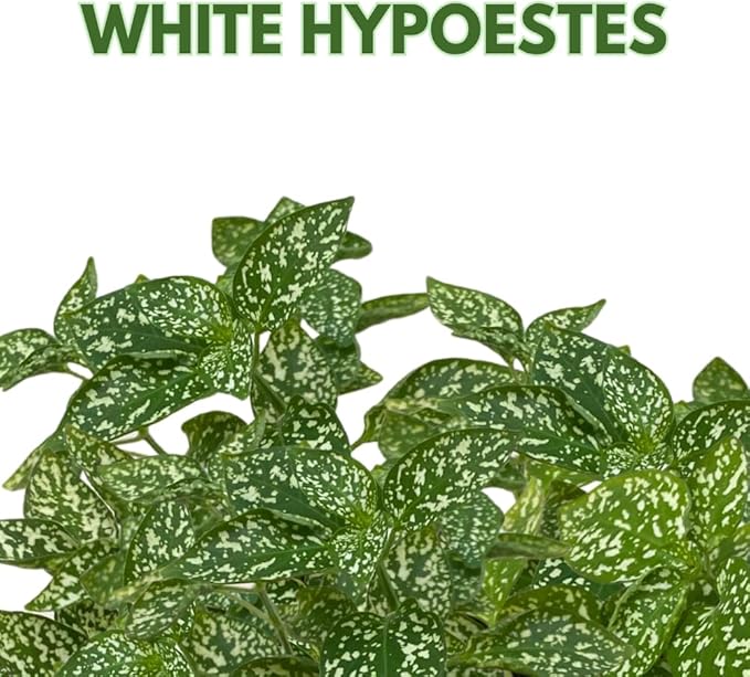 BubbleBlooms White Hypoestes phyllostachya 2 inch Set of 3 Flamingo Polka Dot Plant Tiny Mini Pixie Plants