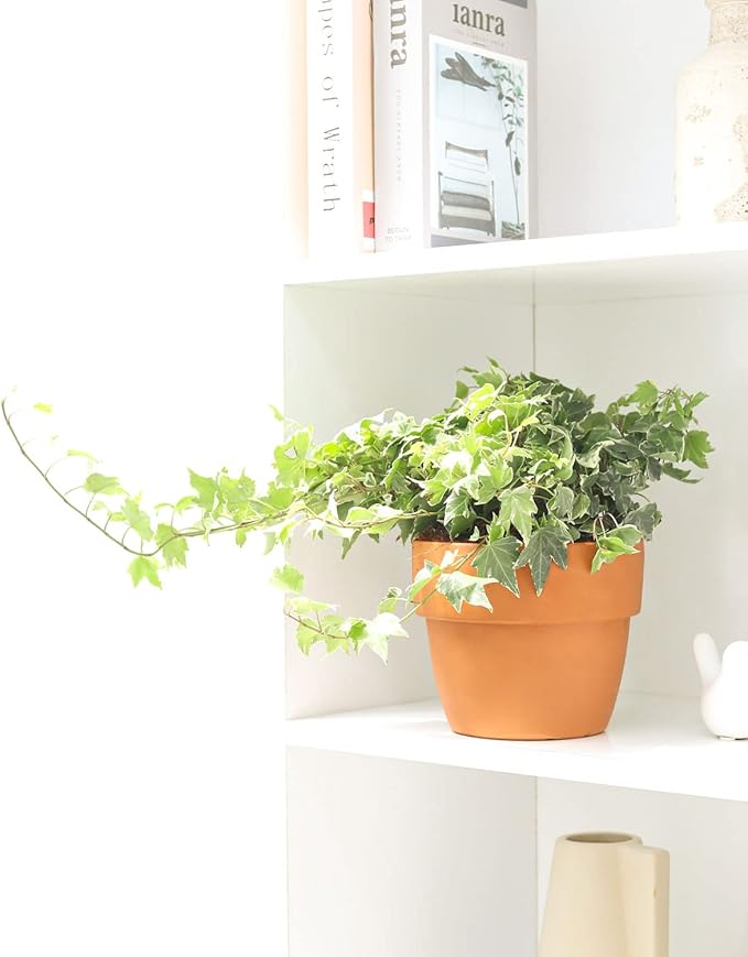 Golden English Ivy - Hedera Helix Kolibri (3" Grower Pot) - Eye-catching, Air-Purifying, Easy to Grow Houseplant - Best Trailing Houseplant for Home and Office Decoration