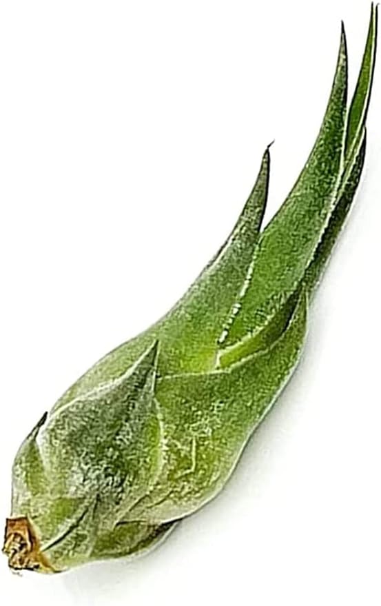 ragnaroc Air Plants - Tillandsia Seleriana, Large 4-6" - 3ct - Live Arrival Guaranteed - House Plants for Home Decor & Gift
