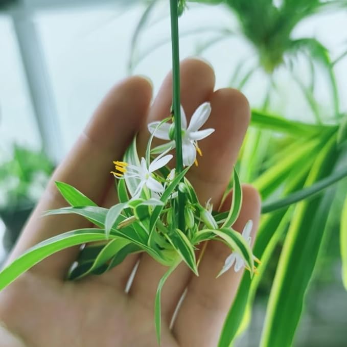 3 Reverse Variegated Spider Plant Cuttings – Fast-Growing Indoor Houseplants – Easy to Grow Hanging Basket Greenery for Home or Office Décor
