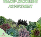 BubbleBlooms Teacup Succulent Assortment, 10 Different Plants, in 1 inch pots with Saucers
