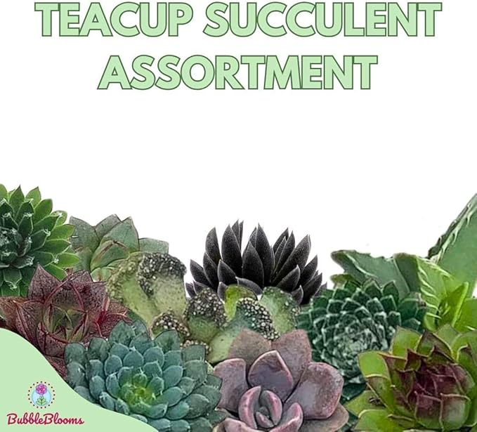 BubbleBlooms Teacup Succulent Assortment, 10 Different Plants, in 1 inch pots with Saucers