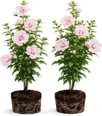 2 Rose of Sharon Tree Live Plant - Pink Althea, 1–2 Feet Tall Pink Hibiscus Syriacus, Flowering Shrubs for Outdoor Planting and Garden Beds, Dormant Plant