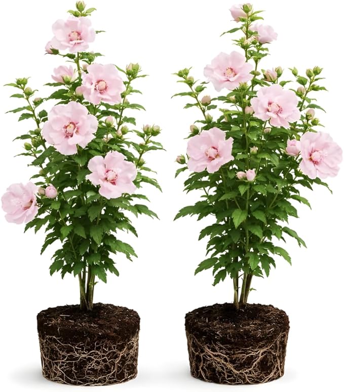 2 Rose of Sharon Tree Live Plant - Pink Althea, 1–2 Feet Tall Pink Hibiscus Syriacus, Flowering Shrubs for Outdoor Planting and Garden Beds, Dormant Plant