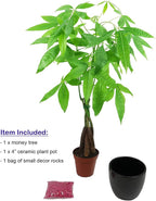 Athena's Garden Money Tree Pachira Indoor Live Plan with Ceramic Planter 18 Inches Tall, Black Pot - Red Rocks, Medium