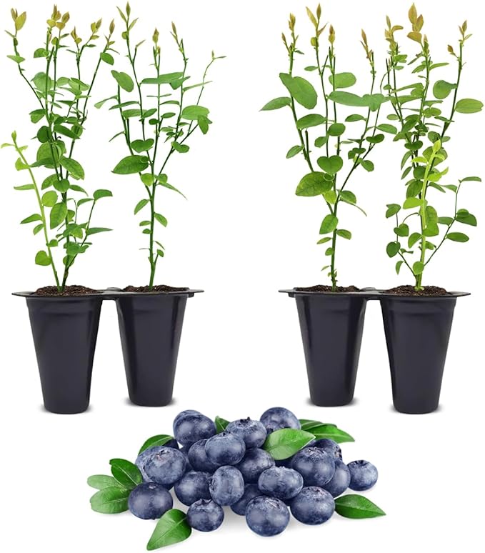 Blueberry Plant Jewel Live for Sale (4 Pack) | Easy to Grow Plants | Edible Fruit Plant for Sustainable Living | Grow Your own Food on Your Edible Organic Garden| Live for Planting| No Seeds