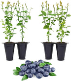 Blueberry Plant Jewel Live for Sale (4 Pack) | Easy to Grow Plants | Edible Fruit Plant for Sustainable Living | Grow Your own Food on Your Edible Organic Garden| Live for Planting| No Seeds