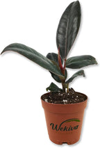 Burgundy Ficus Tree - Rubber Tree - Live Starter Plant in a 2 Inch Pot - Ficus Elastica - Stunning Easy Care Interior Houseplant