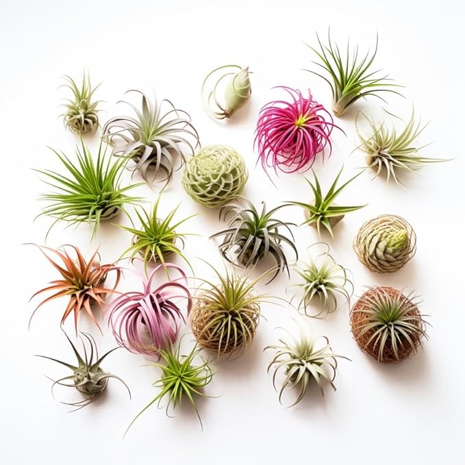 Air Plants Live | Air Plants Variety Pack Live | Available in Packs of 2, 4, 6, 8, 10, &12 | Tillandsia Live Plants | 1-5 inches | CA Seller (Pack of 8 Air Plants)