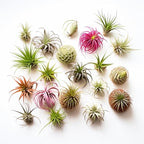 Air Plants Live | Air Plants Variety Pack Live | Available in Packs of 2, 4, 6, 8, 10, &12 | Tillandsia Live Plants | 1-5 inches | CA Seller (Pack of 12 Air Plants)