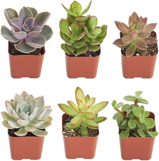 Shop Succulents | Unique Collection of Live Succulent Plants, Hand Selected Variety Pack of Mini Succulents | Collection of 12