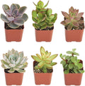 Shop Succulents | Unique Collection of Live Succulent Plants, Hand Selected Variety Pack of Mini Succulents | Collection of 12